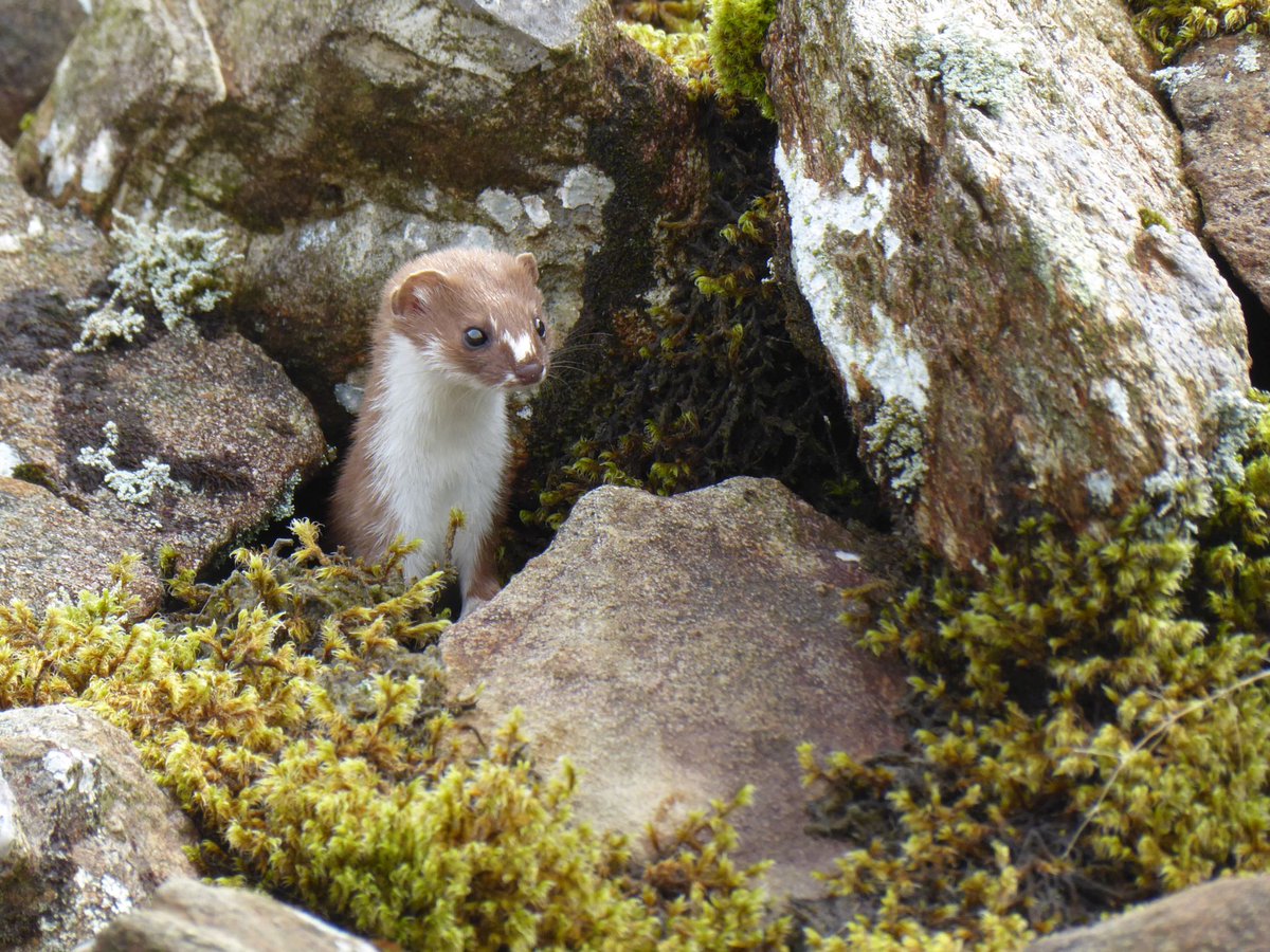 Whilst surveying the medieval shielings 1800ft up at Great Cove this week we were joined by an inquisitive little stoat who seemed to have made its home in the old wall foundations. We love it when wild nature decides to hang around and watch.