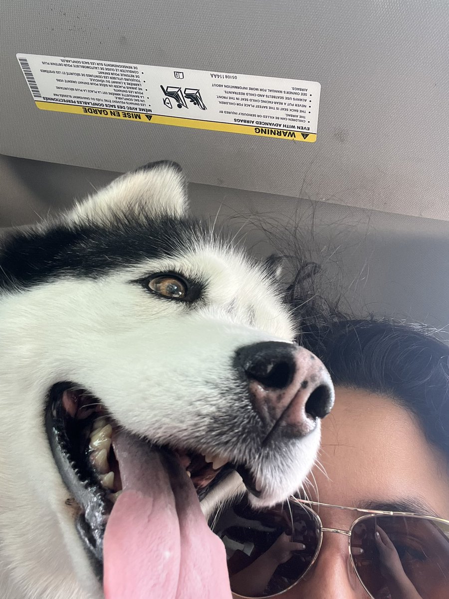 3 picture series of my husky who hates cuddling but gives me ZERO personal space while going on a truck ride. 😂💗