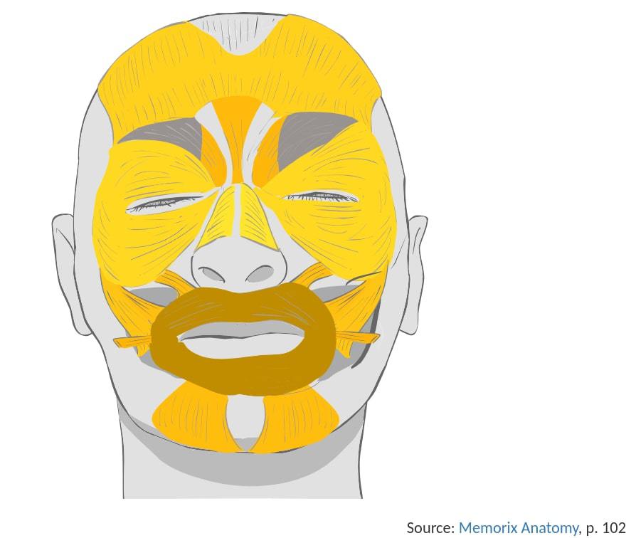 Let's refresh on anatomy class (or learn something new!). What is the name of the darkened facial muscle pictured?

- It's the orbicularis oris! 
Image from practiceanatomy.com/view/Hf/image/…
#clinicalquestion #testyourknowledge #quiz #trivia #healthcare #nursingschool #nursingstudent