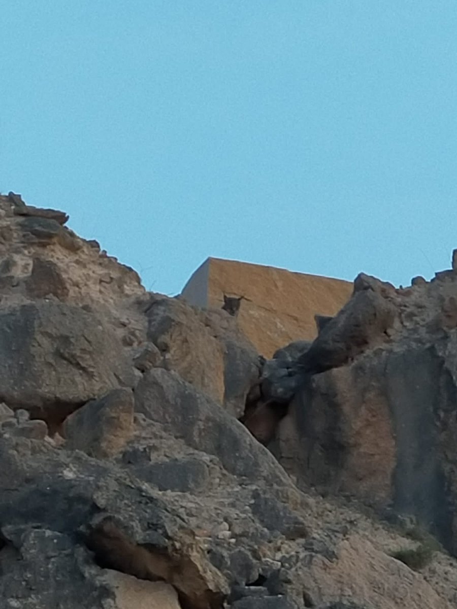 Maria_GonSi's tweet photo. Yo: me encuentro a un lince en libertad en mi pueblo.
La calidad de imagen de mi móvil: https://t.co/7RnBJZSc3g