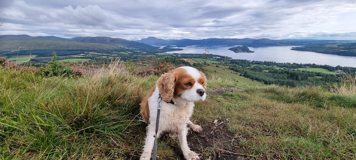 dbmurray1971's tweet photo. @frankbrunoboxer Loch lomond, amazing walks and views. https://t.co/laQPXekze2