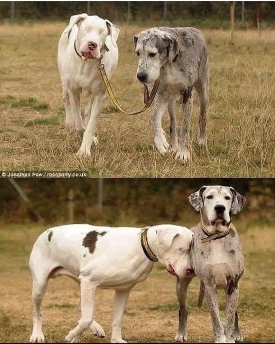 L͎a͎s͎ ͎d͎e͎ ͎B͎l͎e͎z͎o͎ tweet media