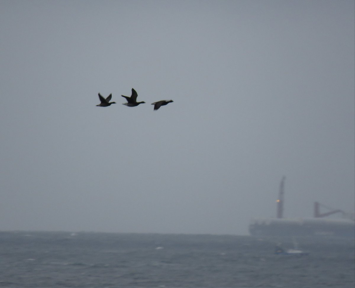 yafflehunter's tweet photo. Entertaining 9 hrs at Old Nab, Staithes with @SouthSiderUK . Included good @PatchBirding birds like Pintail, Shoveler, plus juv Sabs Gull, 400 Teal, 200 Wigeon, 14 Sooty, 3 LT Skua, 21 Bonxie, 42 Arctic Sk, 3 PB Brent. @trektellen @teesbirds1 @nybirdnews
https://t.co/A627m0vl7d https://t.co/1ec4F1pmen