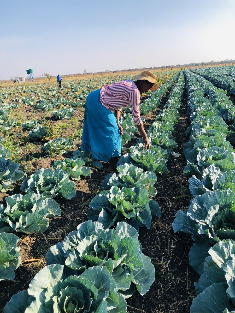 Thandeka_Neru's tweet photo. Please buy cabbage 🥬 from me I haven’t eaten since OHGHASTY 🥹. Readily available in Bulawayo for R5 or $1 for 3 heads. https://t.co/4LCgDvkHPc