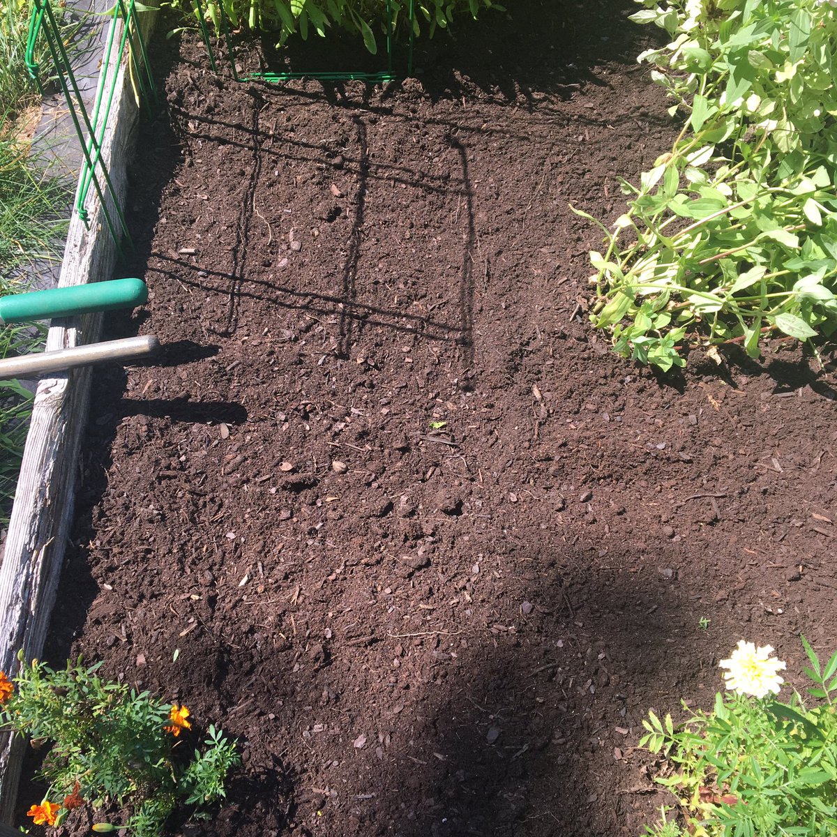 kimgraziano's tweet image. September! Cleaning out some beds and containers for Fall planting🍂🧡☀️🌿🧄#homegarden #fallgarden #gardeningx #gardeningtwitter #gardening