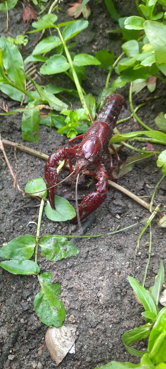 Ce samedi 16 septembre, les membres de l'association de Défense du Site de Combleux ont organisé une opération de nettoyage🧹de la Bionne. Nous sommes déterminés à préserver les habitats naturels et à soutenir l'équilibre de notre écosystème 🌿 #Combleux #Environnement #Stopbéton