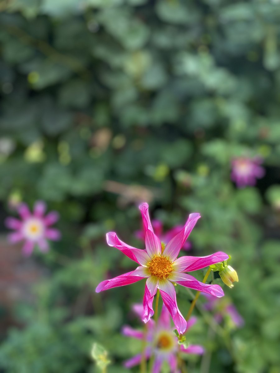 DavidUnderdown9's tweet photo. #UnconfinedWalks more gardens (with #BonusBee ) https://t.co/AduU4tQ6Ee