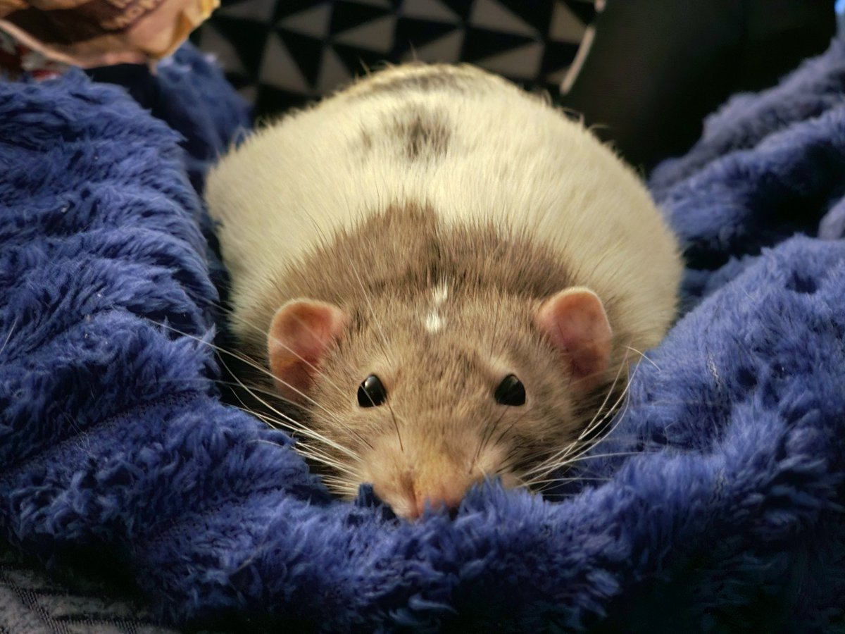ANighsRat's tweet photo. Goodmorning from Potato-chan ๐ฅฐ๐๐ฅฐ๐๐ฅฐ #petrats #dumborat https://t.co/9e9ZGjzx3n