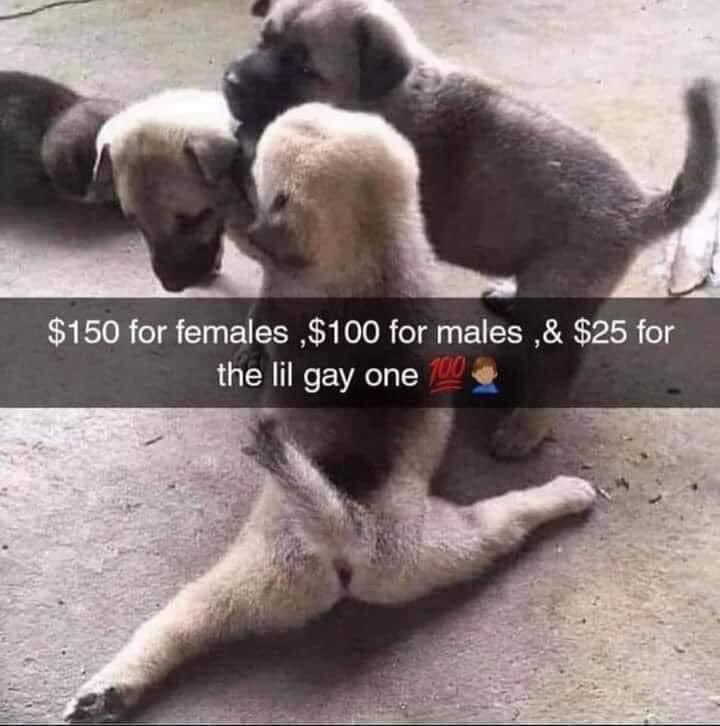 OGHughHef's tweet image. Hurry up and buy #puppys #forsale