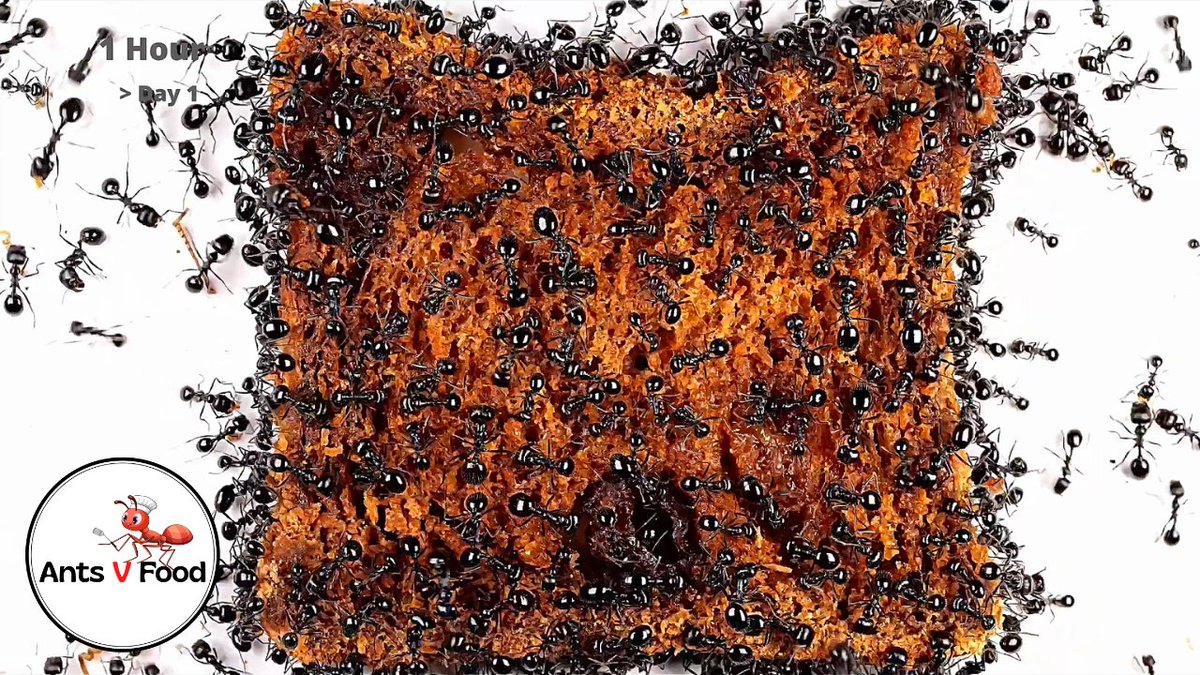 AntsVFood's tweet photo. Time Lapse Ants vs Soreen Bread #antcolony #timelapse4k #myrmecology #insects https://t.co/81rXZTsUhw