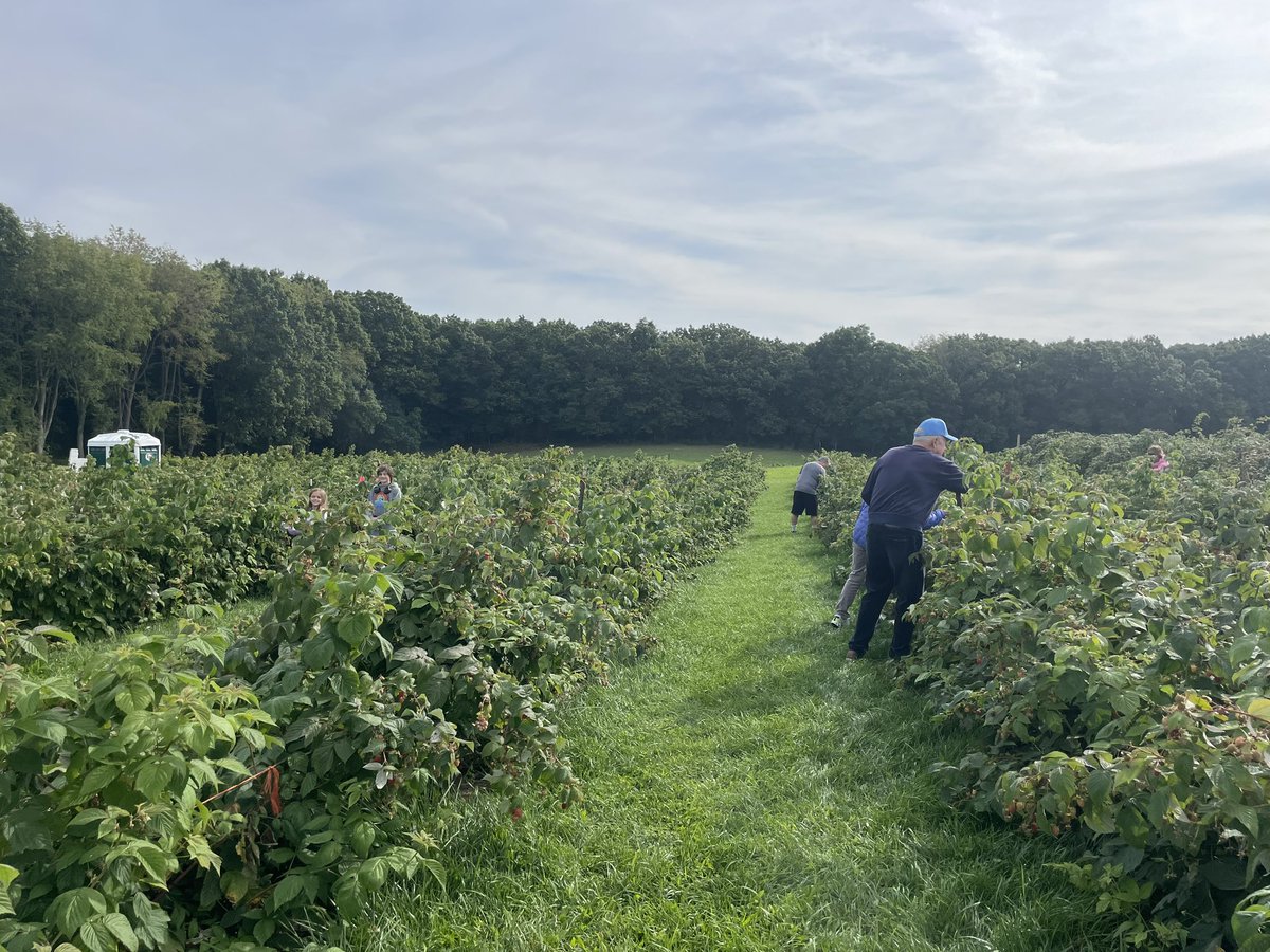 MelissaJoyCFP's tweet photo. Raspberry picking.
#forcedfamilyfun https://t.co/N8dWGqftQW