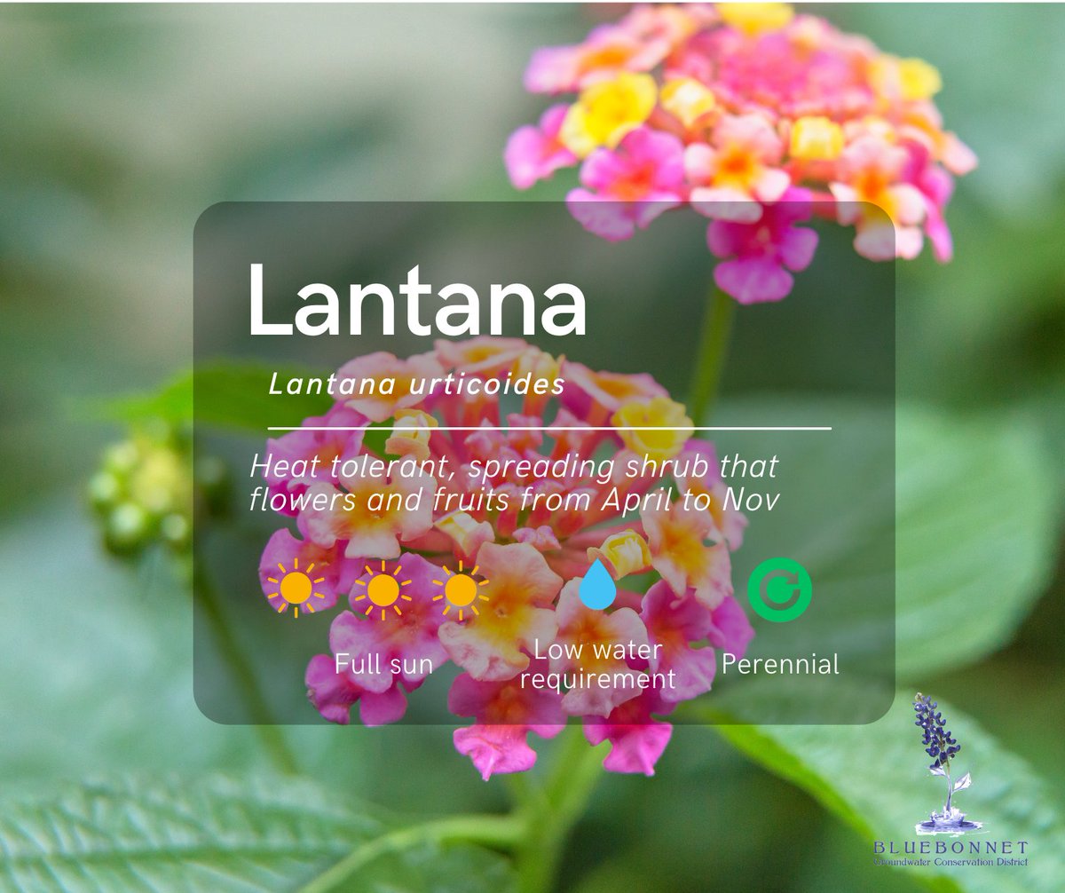 Bluebonnet Groundwater Conservation District tweet media