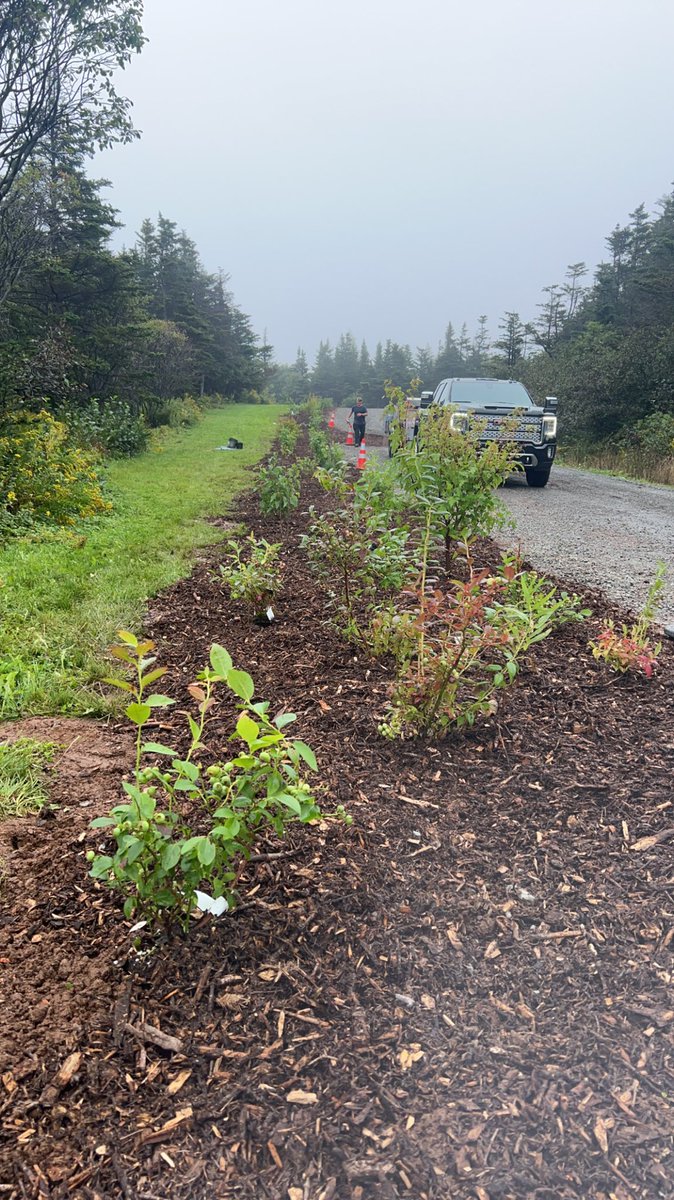 Today we planted 173 trees in the Town of Burin, bringing us closer to TD’s goal of planting 1 Million trees by 2030, thank you to all who made this possible #TDTREEDAYS <a href="/MuirChris_TD/">Chris Muir</a> <a href="/JennAuld/">Jenn Auld</a> <a href="/Marlyesesimms/">Marlyese Simms</a>