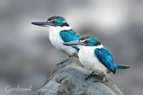 goodrawl's tweet photo. Collared Kingfisher 
#birds
#birding
#birdwatching 
#birdphotography
#IndiAves
#BirdsOfTwitter https://t.co/bpbXRBS9Z2