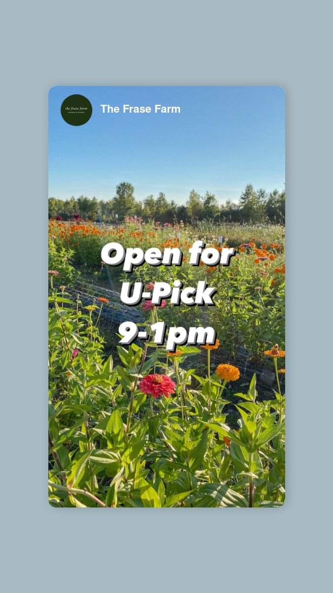 #716buffalo #shoplocal #organicflowers #Upickflowers