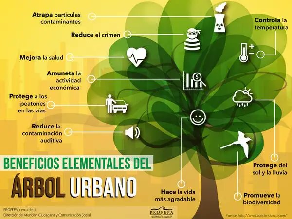 Naky's tweet photo. Otras infografías sobre los beneficios de los árboles urbanos 🌳 

Trata de compartirlas, necesitamos más personas conscientes y sensibles al tema, porque somos los primeros afectados por su maltrato y ausencia.

#Siembra 🍃
#DejenDeTalar https://t.co/y5gtn2TjVA
