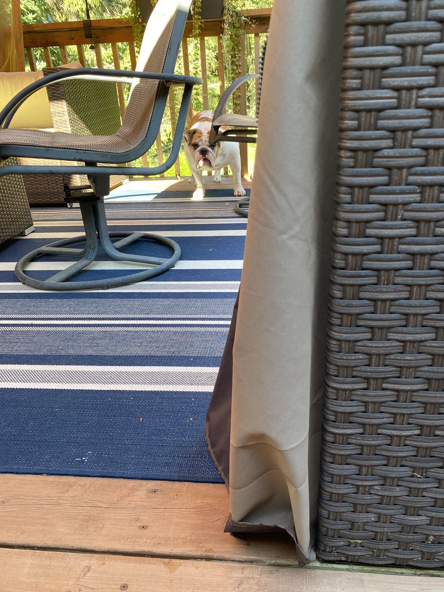 MrTruckBulldog's tweet image. After peeing on the gazebo curtains Truck knows he’s in trouble! #bulldogproblems #dogs #bulldog