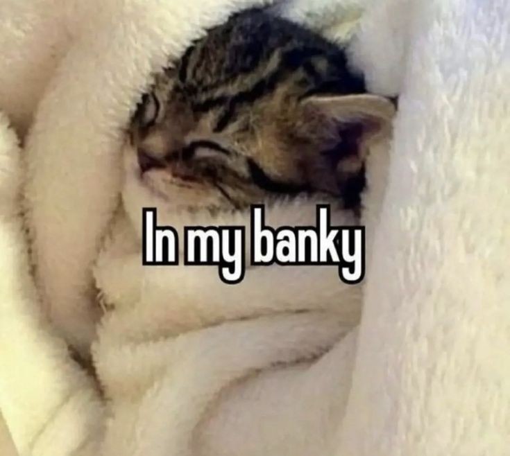 Catsillyness's tweet photo. https://t.co/FEh64wMc3s