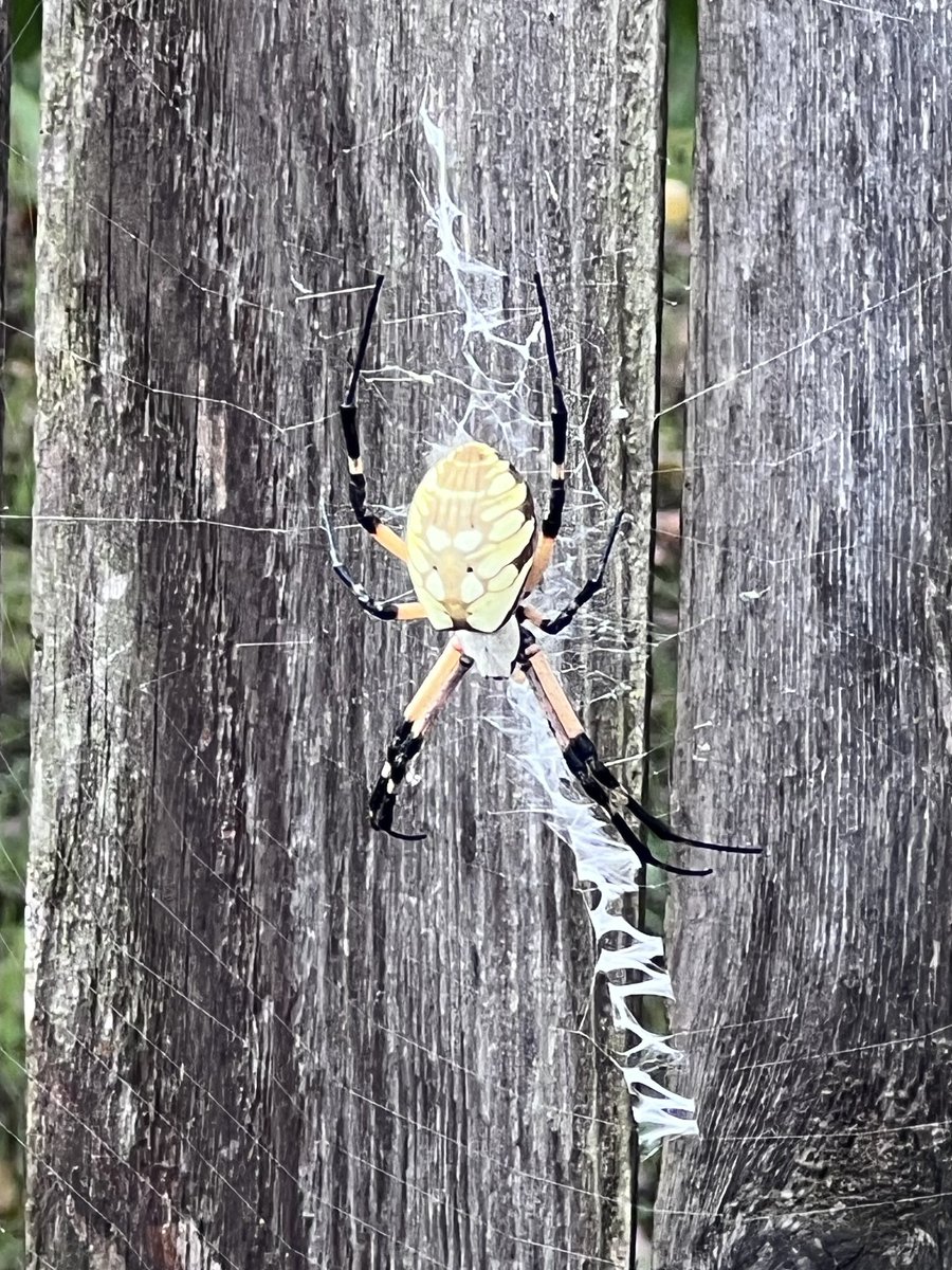 Ran across this dude in my backyard this morning. 👀