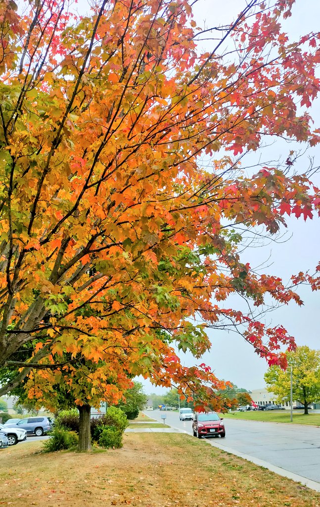 AShakerMD's tweet photo. Embracing the enchanting autumn glow πβ¨ #FallVibes #RadiantAutumn https://t.co/g4ffLuysLz