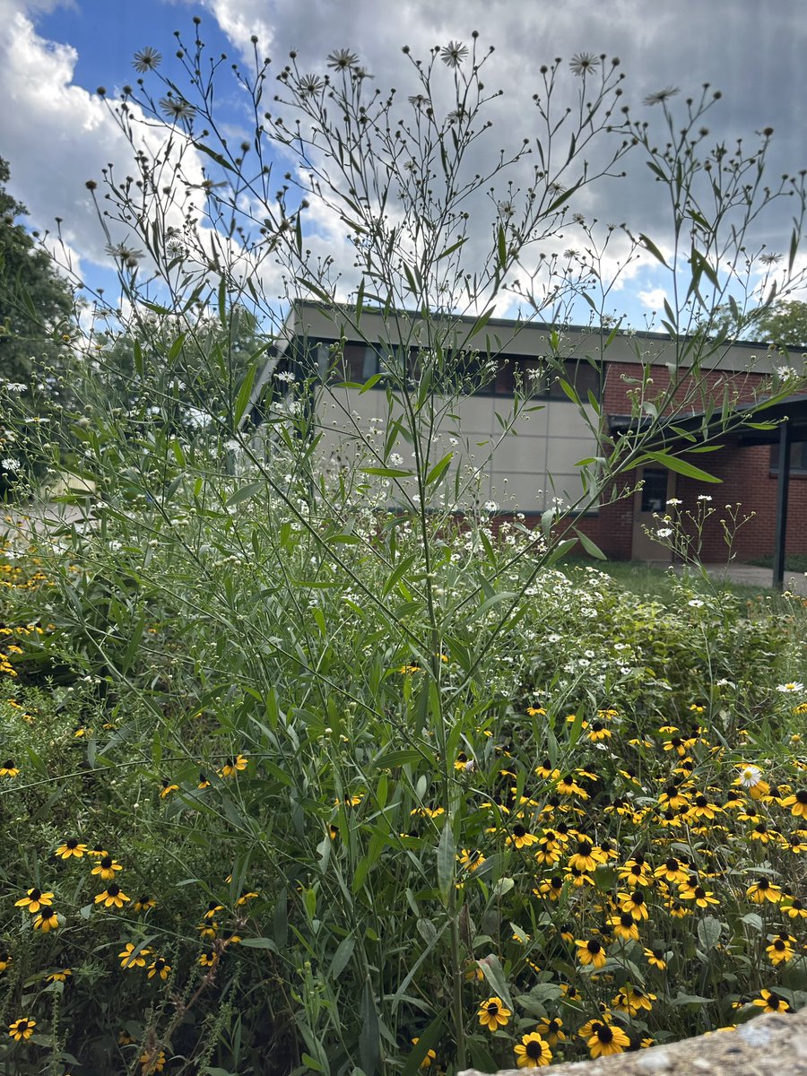 Don’t like the view from your office window? Plant some native plants, create #habitat for #biodiversity, open your window, and listen to the chorus of insects 🎵🎶 
A view from the wee #pollinator #prairie my students &amp; I planted behind the Arts&amp;Sciences building @antiochcollege