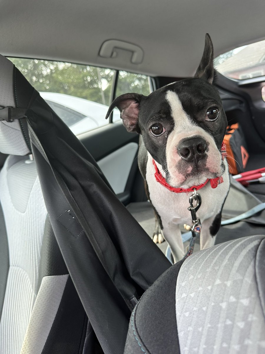 EmmaLBolt's tweet image. $FeedThePuppies7

Mr. Roo Bear waiting for a tech visit at the #vet to get his yearly #proheart shot to help prevent heart worms! Do you think he’s sad, scared or bored? 

#puppy #dog #rescue #shelter #adopt #health #family #furever #roo #bear #bostonterrier #prius #help