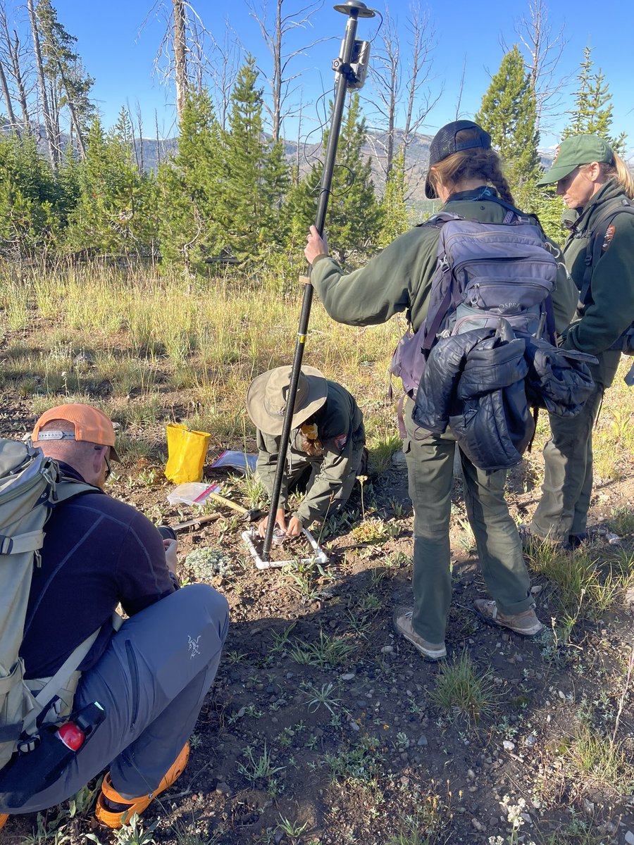 EPansing's tweet photo. However, we’ve got some research to do before direct seeding becomes operational. @AmericanForests is working with @YellowstoneNPS, @GrandTetonNPS, and @GlacierNPS to collect much needed data to see what dials 🎛️ we can turn to maximize success. https://t.co/uaF7qQMasI