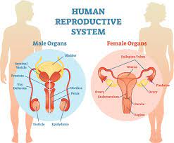 Have you noticed the #SexIsNotBinary and the #SexIsASpectrum #people jump through #mental hoops and do #mentalgymnastics to avoid admitting there are no #human reproductive systems other than #male and #female?