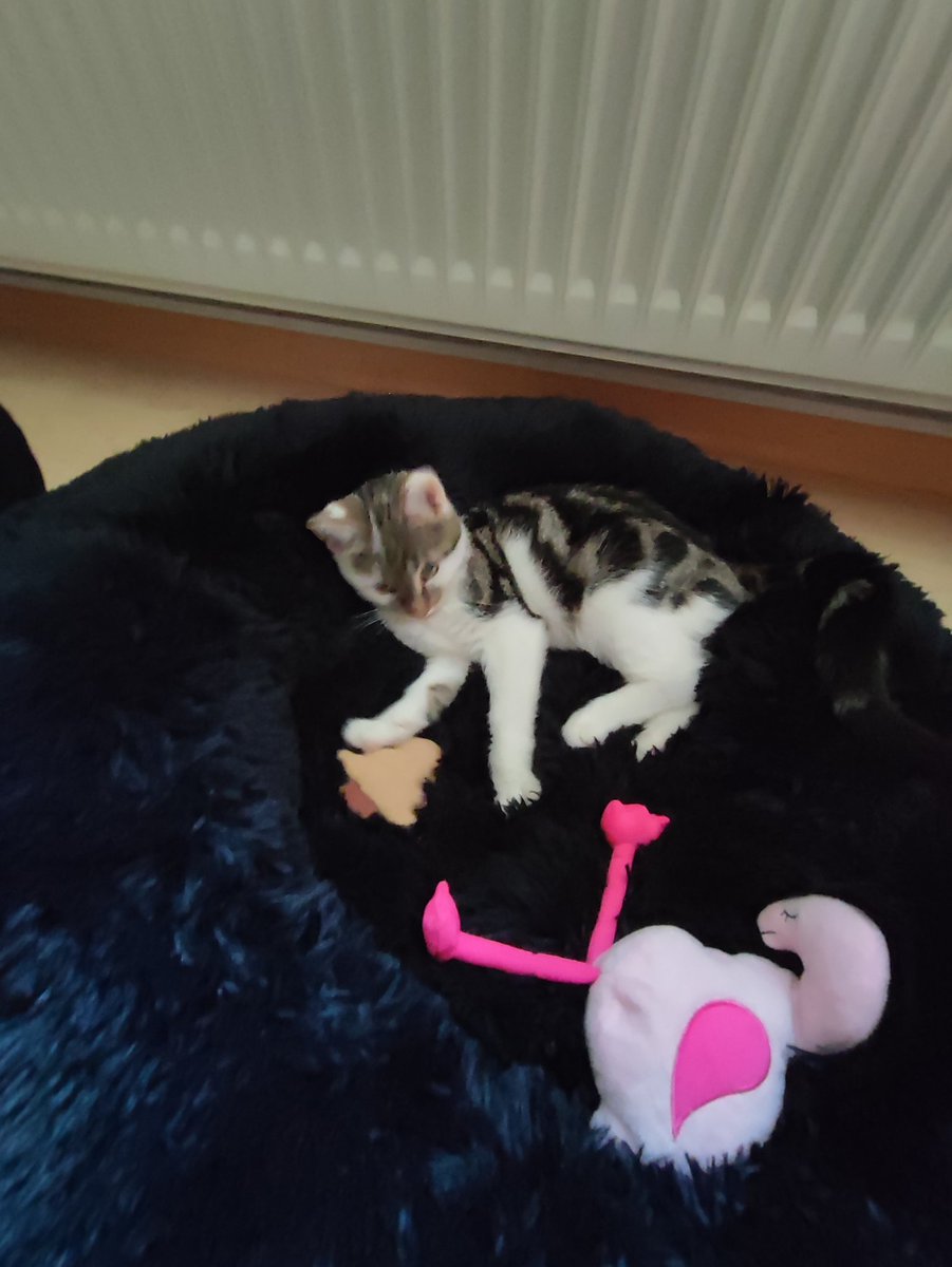 Sir Thomas Glubsch von Kuschelwuschel 😺 tweet media