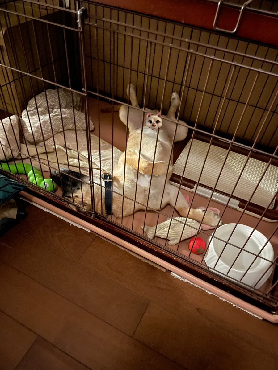 YUSAcamp2019's tweet photo. 元野犬の福ちゃん、
野犬であったことを
忘れるの巻( '-'   )ｽﾝｯ https://t.co/xr38zshNOo