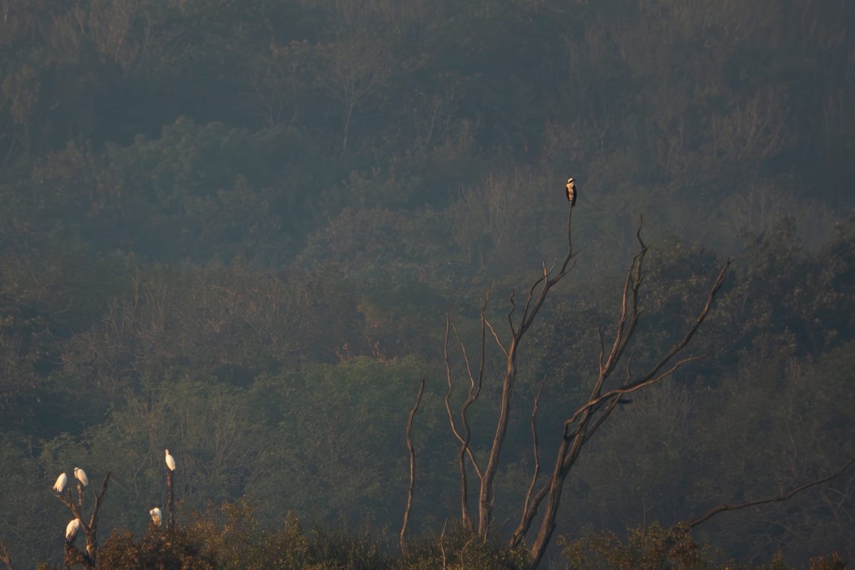 A great snap of an Osprey next to an Egret roost from our Senior Site Manager, Jarrod Sneyd. Ospreys have been a regular feature at Leighton Moss this summer, especially so in recent weeks.  Want to know more about Recent Sightings?  Read our latest blog: tinyurl.com/mtwa2trw