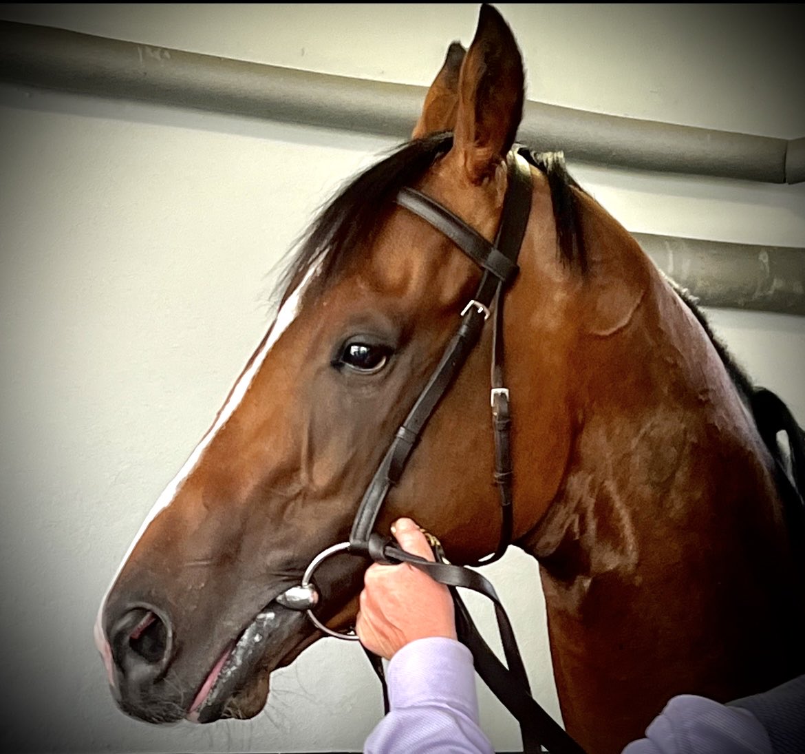 DocDulla's tweet photo. @aobrienfansite THE GORGEOUS #CONTINIOUS https://t.co/Ng5eY4saD1