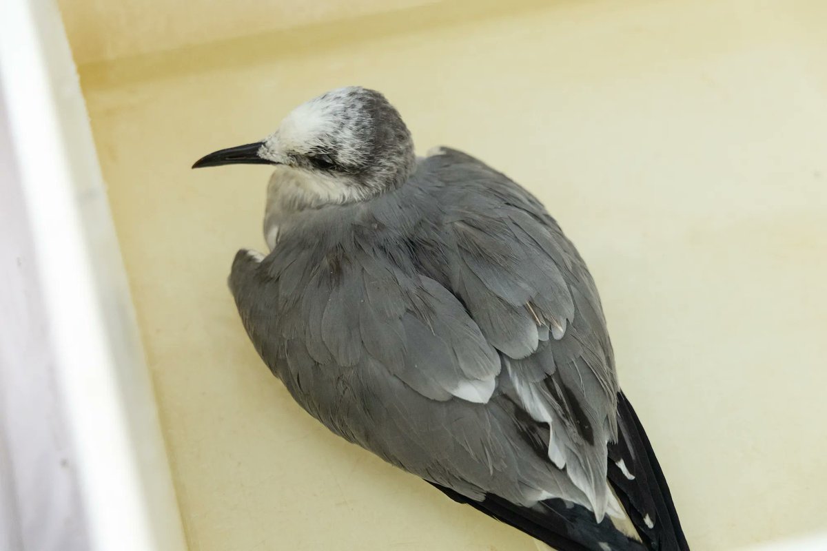 Conservancy of SWFL tweet media