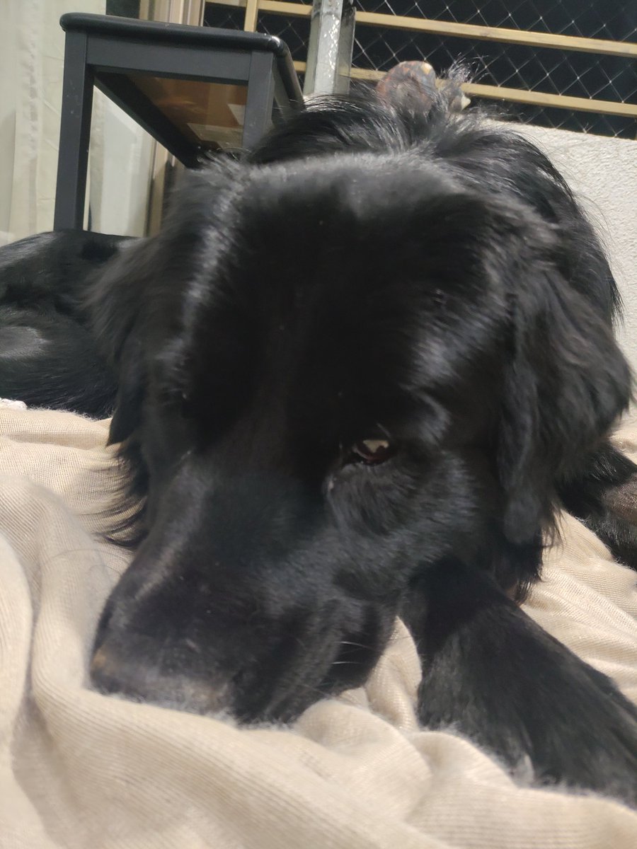 joseluiscarc's tweet photo. Perrito, Golden Retriver negro, Busca sus humanos, encontrado en San Miguel contactar al +56986796992 https://t.co/wJ0aMDvTkw