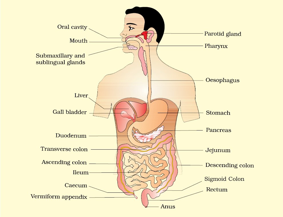 PrepNEETUG's tweet photo. Take a look at Digestive system. https://t.co/qbiPJrdFbn