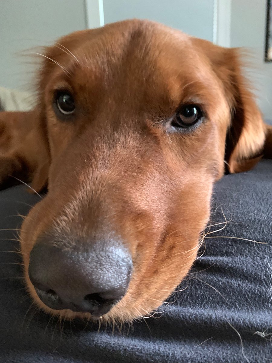 Joy the Golden Girl tweet media