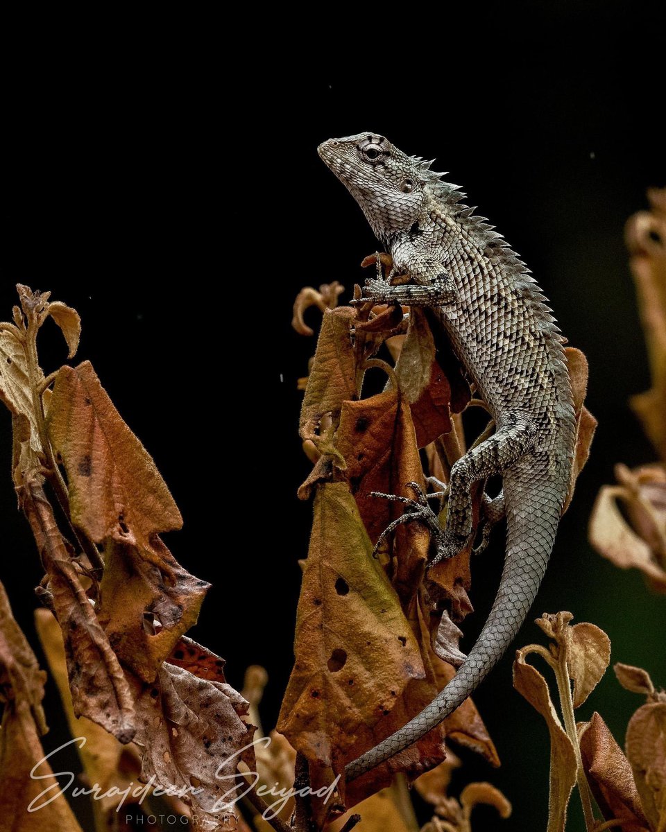 ImagingtheWilds's tweet photo. An uncommon getup for the common garden lizard!
#amphibians #amphibian #lizard #lizards
#lizardsofinsta #lizardsofinstagram #reptilesofinsta #reptilesofinstagram #reptileofinstagram #reptilelover #reptilelovers #lizardlovers #lizardlover #wild #wildlife #discoverearth #lka https://t.co/a6uFYP0scj