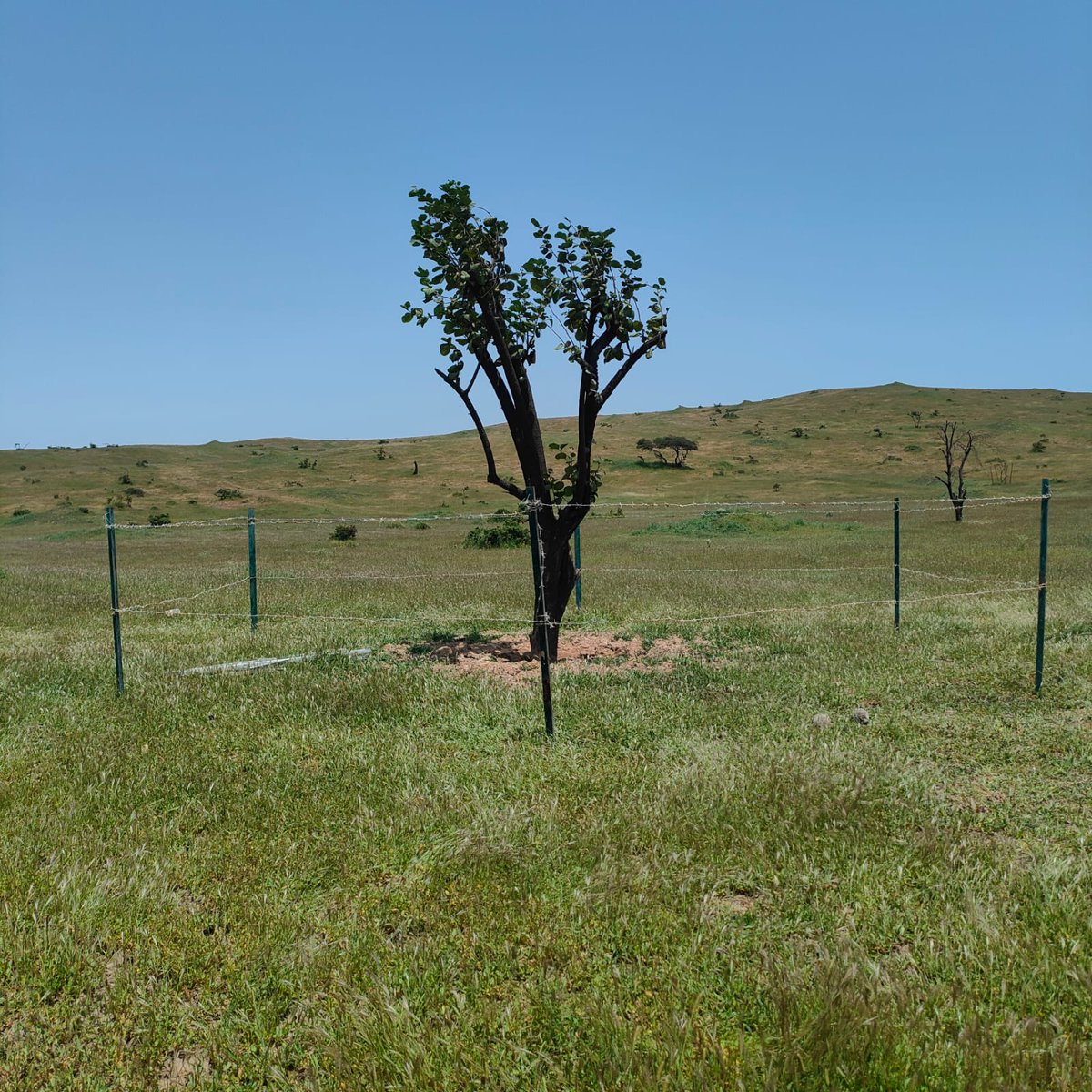 قام فريق إتين التطوعي اليوم بتعزيز حماية الأشجار التي تم غرسها في بداية موسم الخريف في منطقتي أحيصاء وأديقاف .