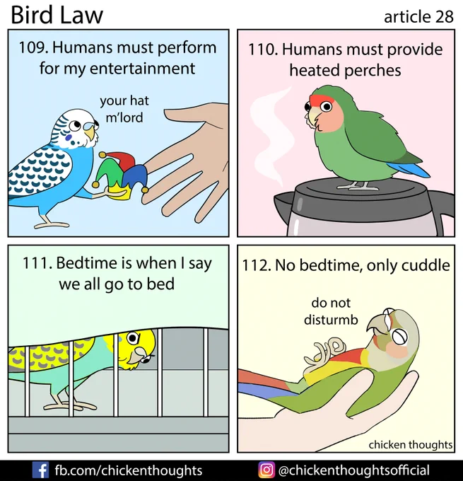 Bird law article 28 starring Pepperming Patty, Coconut, Remy (@wreckitremadem), and Jade! 