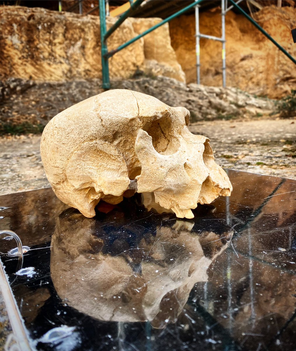 SerrallongaJ's tweet photo. Cráneo n5 o #AT700,#Miguelón;#preneandertal de #Atapuerca

Junto a Iván&amp;Clara de @FATAPUERCA,hemos llevado la expedición Makaika/@ArqueonetNet/@AnimalesInv hasta la Trinchera

Foto:#JordiSerrallonga(#Burgos)

@museuciencies @UOCartshum @gabineteuab @MiguelonMEH @CENIEH @iphes https://t.co/VkG11AOoZU