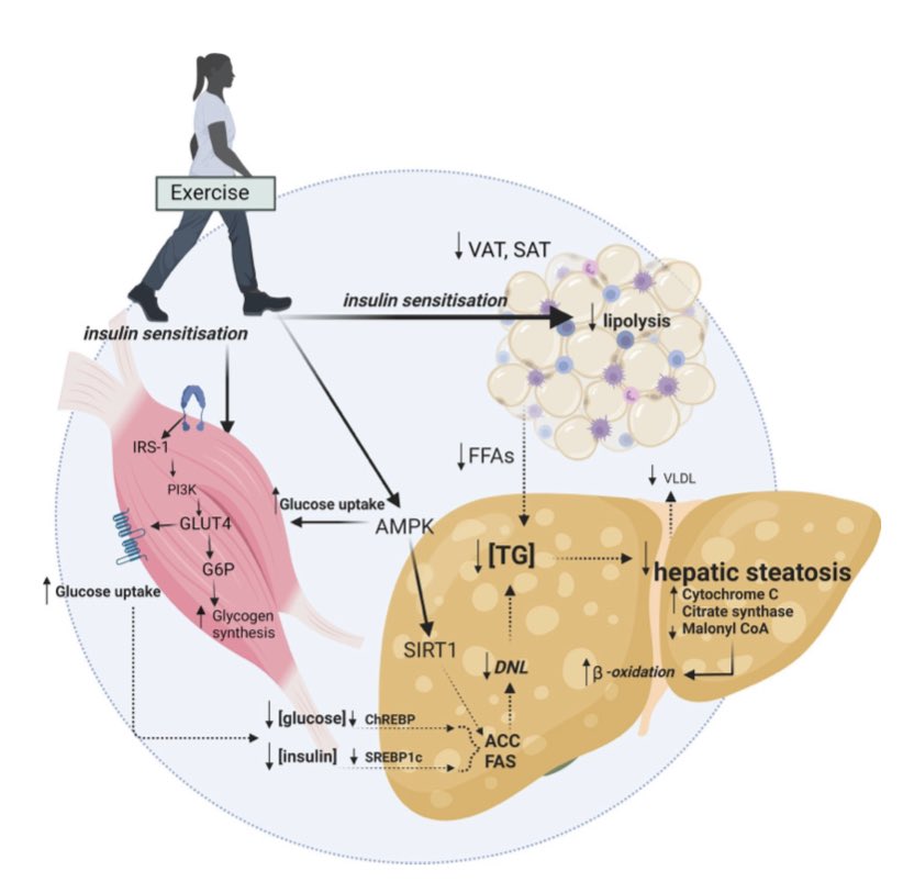 gorka_orive's tweet photo. Realizar ejercicio aeróbico moderado intenso (incluyendo fuerza) al menos 150–240 minutos puede reducir la esteatosis hepática (grasa en hígado) en un 2-4%. El ejercicio es positivo para controlar la enfermedad del hígado graso asociada al metabolismo. 
https://t.co/2C7HuWWRkY https://t.co/EeZvuB8nv1