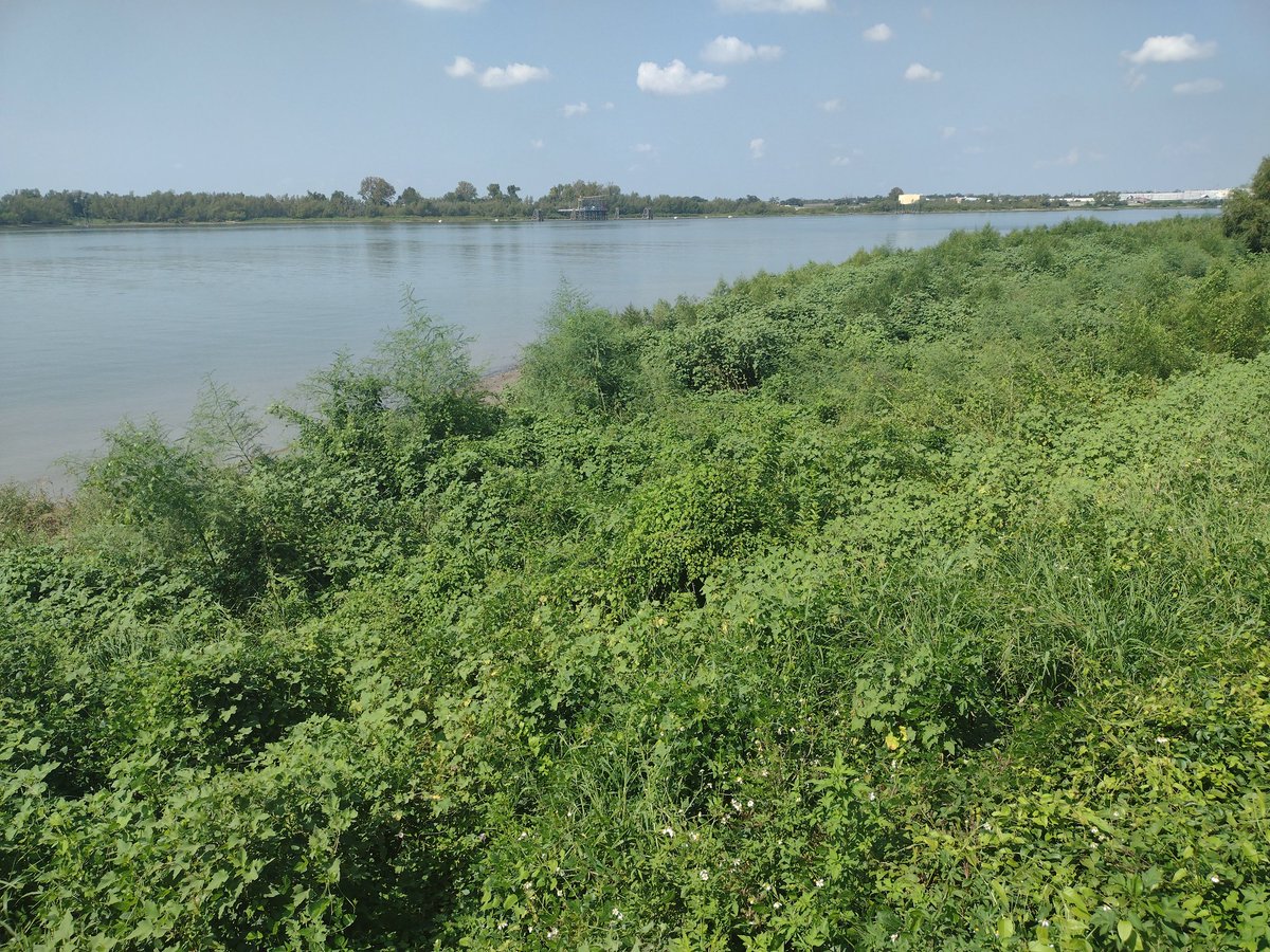 Mississippi has been so low for so long that the batture in front of The Fly, which is usually sandy beach when not under water, is completely covered in dense head-high vegetation.