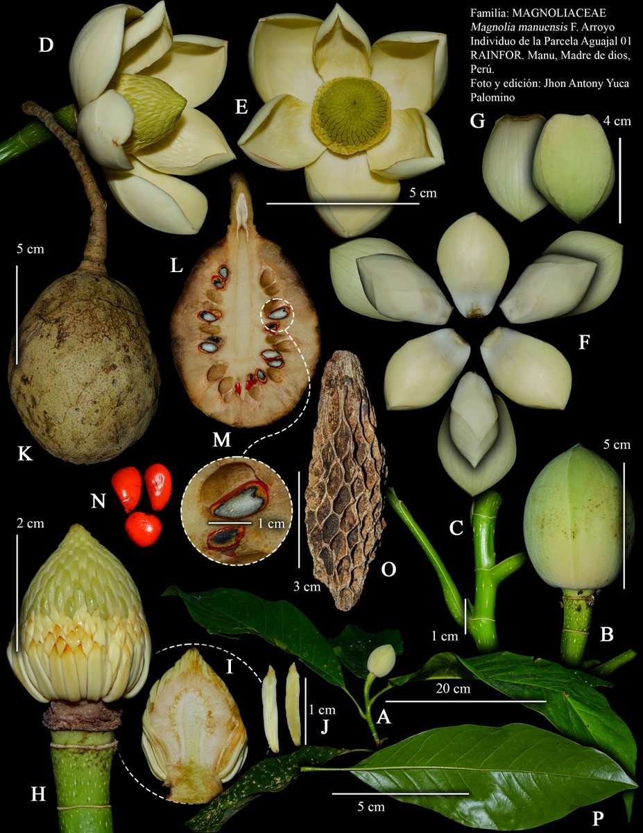 ForestPlots's tweet photo. Our RAINFOR plots in Manu (Peru) remeasured by @monteagudomendo and colleagues are home to this just-described, stunning Magnolia manuensis
https://t.co/zGCijOrHY9 https://t.co/G0x5cJ8Zgg