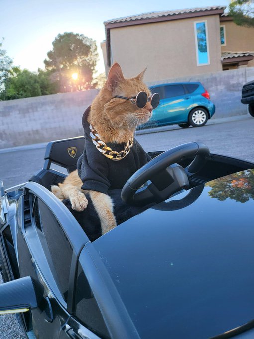 Gordita music video in the works&hellip; here&rsquo;s some BTS of my furbaby. She&rsquo;s such a professional. https://t