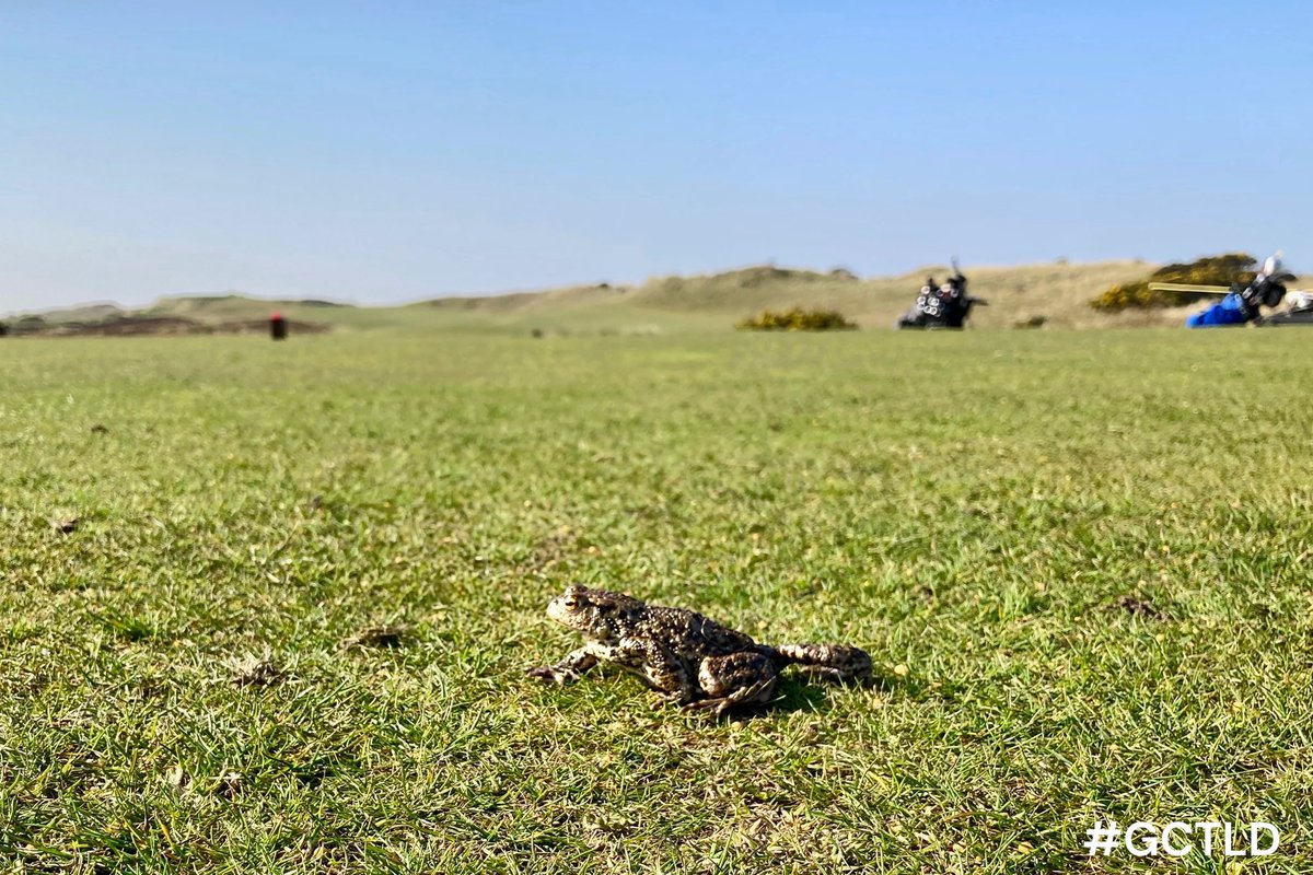 GolfTheLakesUK's tweet photo. “Toad on the hole” ⛳️ at Silloth GC. Frequently spotted…. not as rare as those eagles and birdies 😄 The local natterjack toads. #Toads #GCTLD https://t.co/KrHHsMfYB2
