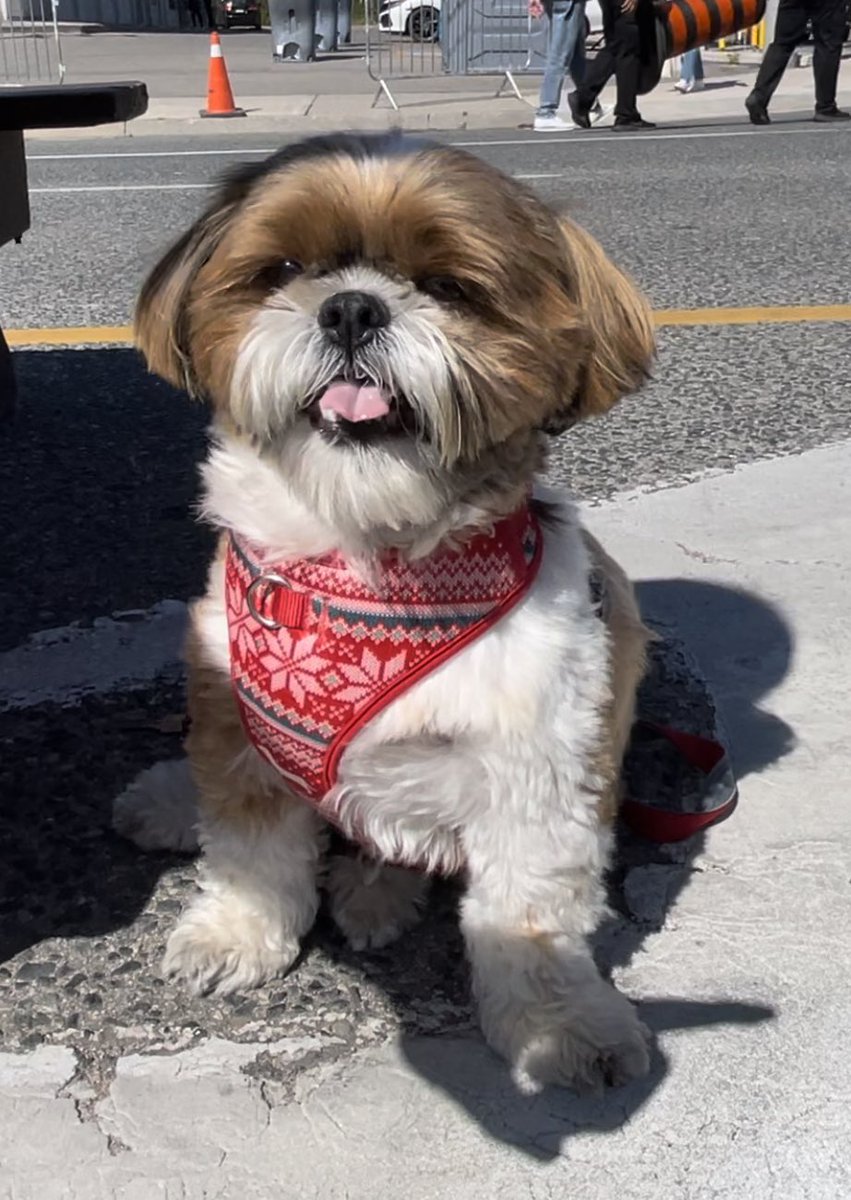 #TasteofCooksville is for everyone, including your pups 🐶