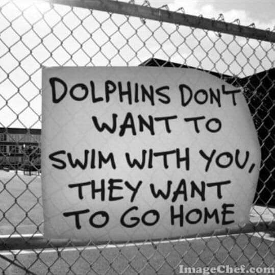 FYI-

Did you know?

Dolphins don't want to swim with YOU; they want to go home. 

#Truth #EmptyTheTanks #CaptivityKills #BoycottSeaWorld #DontBuyATicket 🐬