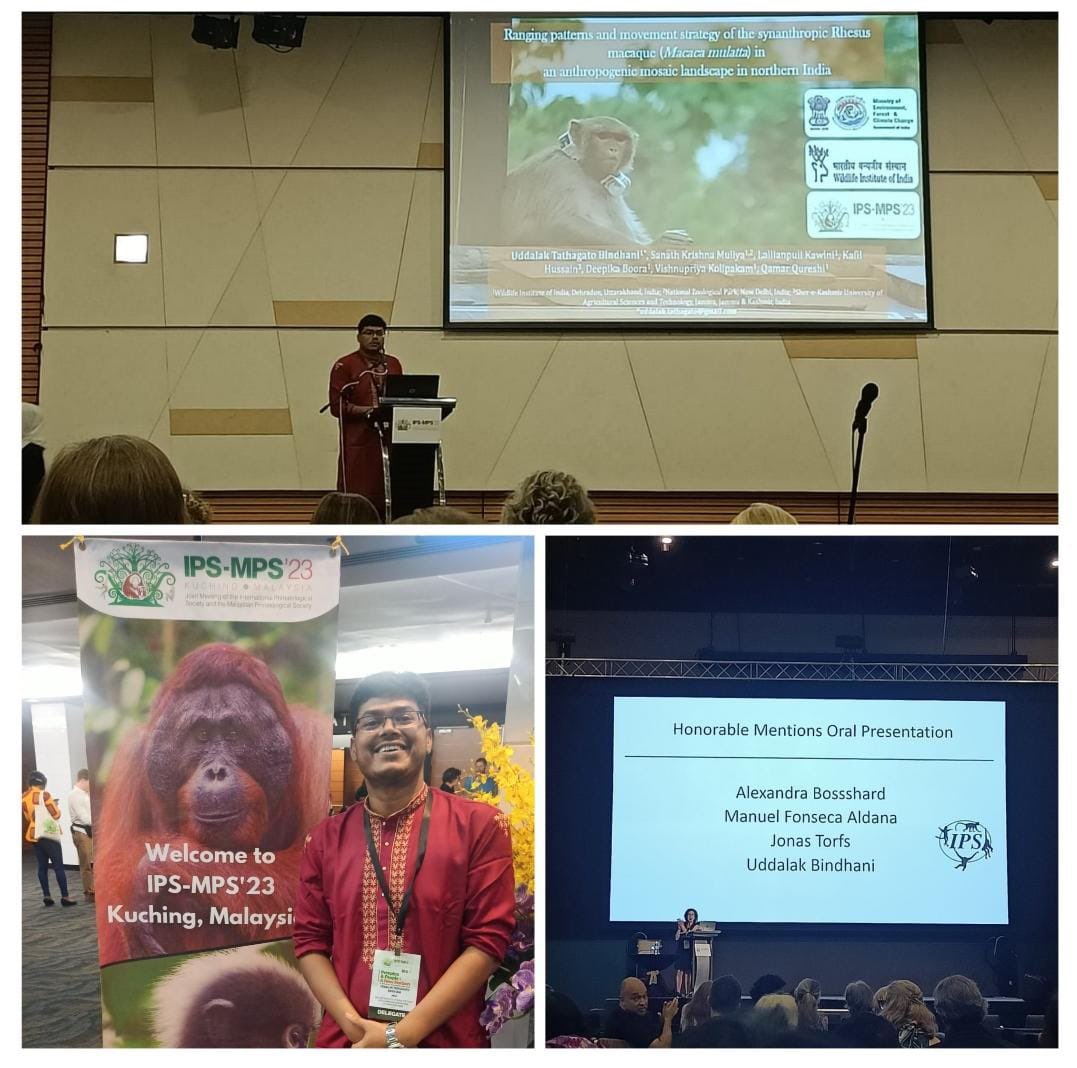 wii_india's tweet photo. PhD student @utb_xiii spoke on #MovementStrategy of #synanthropic #RhesusMacaques at @IPS_PrimateNews @primatesmsia Joint Meeting, Kuching-Malaysia 2023 &amp; was awarded an honourable mention.🐒
#IPS2023 #IPSMPS2023 @lalanikawlni @V_kolipakam @muliya_sanath @kafilhussain https://t.co/nMZ481qKs6