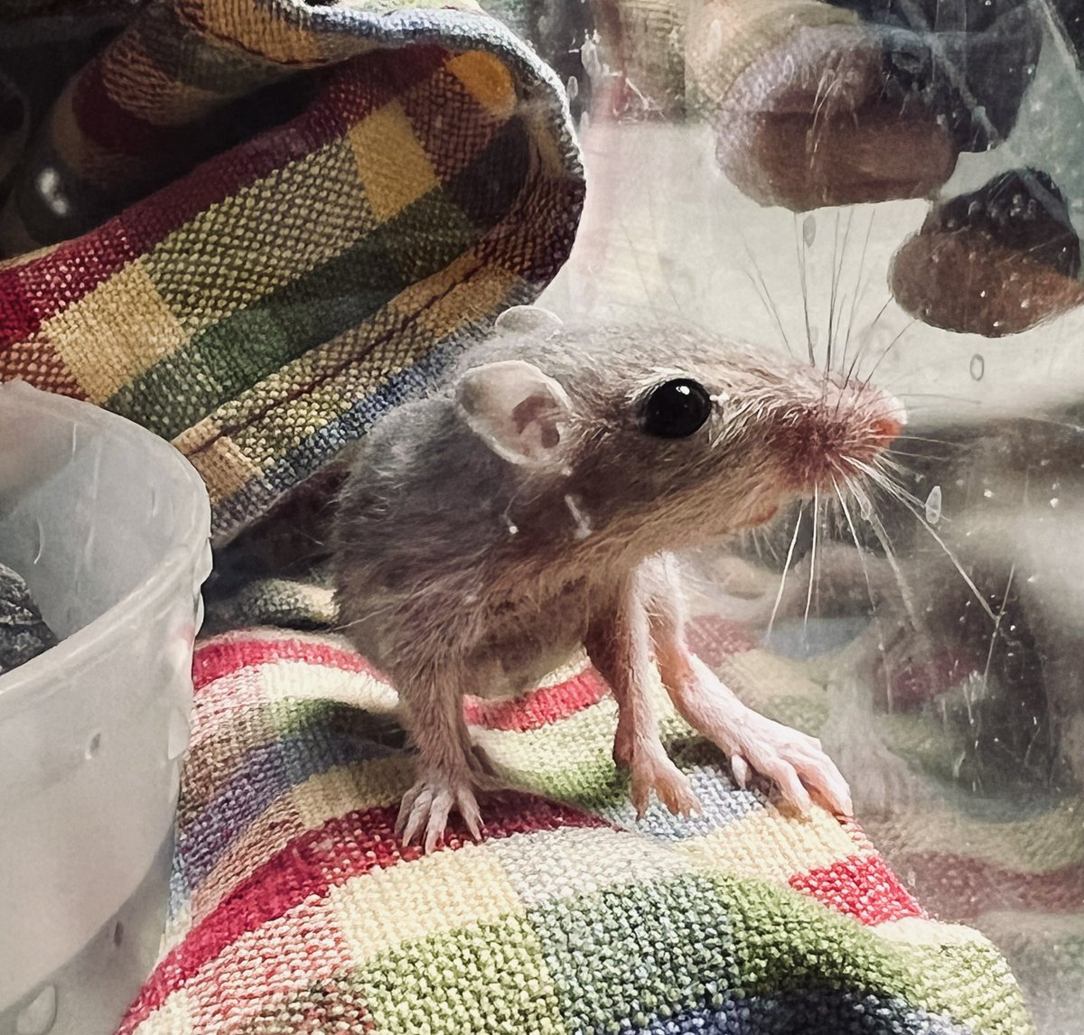 brookebiologist's tweet photo. Today’s happy #rescue 🐭
This baby #pocketmouse somehow fell into our closet wall. Hearing her frantic scratching, my heroic hubby pulled out the built-ins and a cut multiple holes to find her.
HIM: “She’s worth it.”
ME: “Perfect guy for me.” 💗 https://t.co/68Wzzjao9y