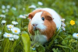 In Switzerland, it is illegal to own only one Guinea pig due to them getting depressed if alone, it is considered animal abuse to keep just one.